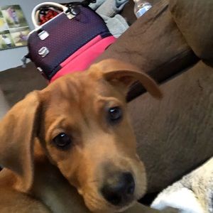 Meet your Posher, Josh